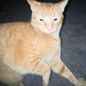 Meet your Posher, Rory